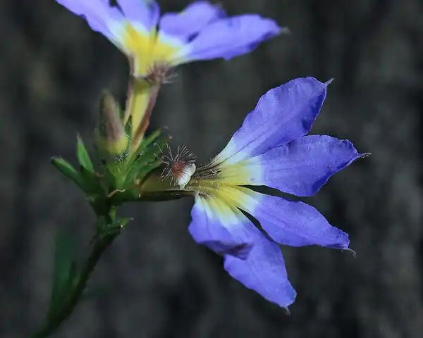 Photo of Scaevola aemula (Scaevola aemulas)