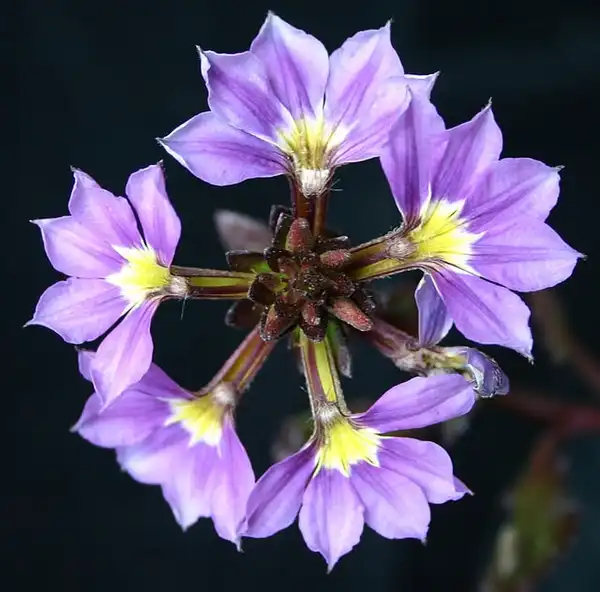 Photo of Scaevola aemula (Scaevola aemulas)