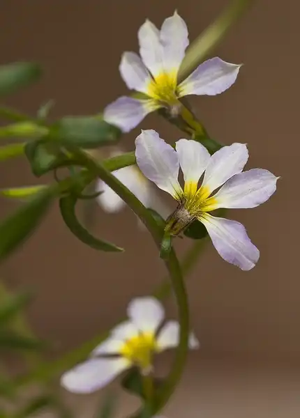 Photo of Scaevola aemula - Scaevola aemula:Bill Higham