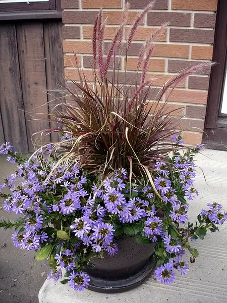 Photo of Scaevola aemula - In a container:Daryl Mitchell