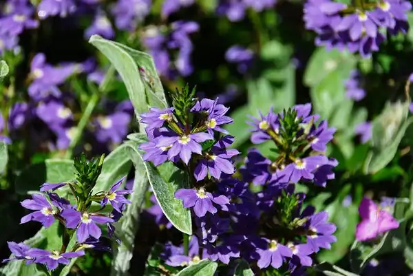 Photo of Scaevola aemula - Form:Lotus Johnson
