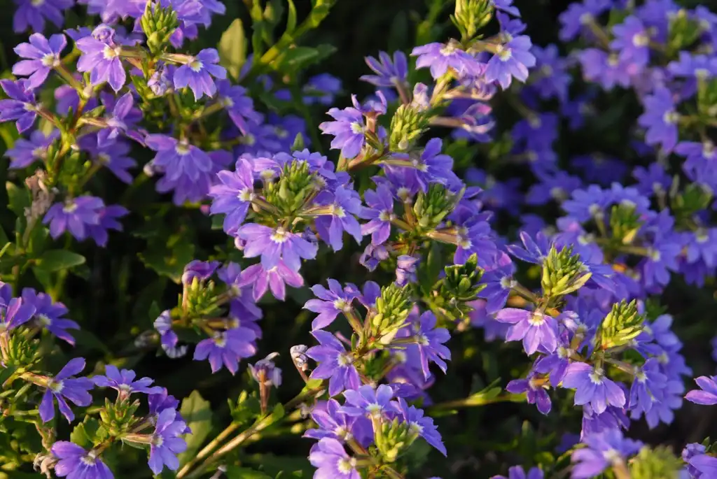 Photo of Scaevola aemula - 'Whirlwind Blue' Flowers:Jim Robbins
