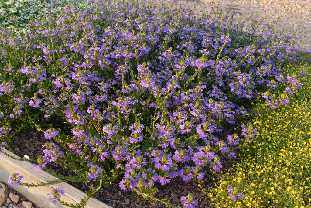 Photo of Scaevola aemula - 'Whirlwind Blue' Flower Form:Jim Robbins