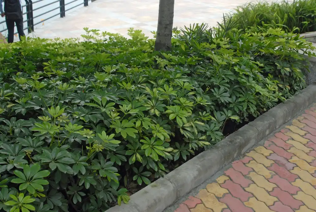 Photo of Schefflera arboricola (Schefflera arboricolas)