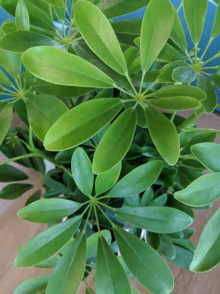 Photo of Schefflera arboricola (Schefflera arboricolas)