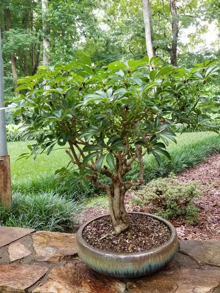 Photo of Schefflera arboricola - As bonsai:Cindy Scott