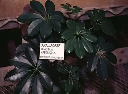 Photo of Schefflera (Scheffleras)