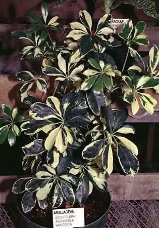Photo of Schefflera (Scheffleras)
