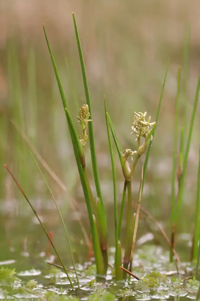 Foto de Scheuchzeria palustris (Scheuchzeria palustriss)