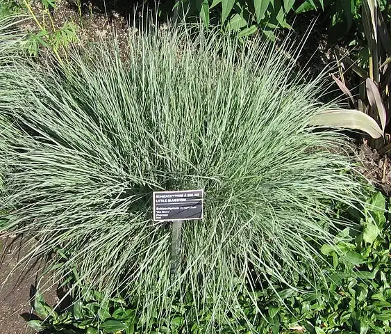 Photo of Schizachyrium scoparium (Schizachyrium scopariums)