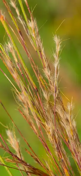 Photo of Schizachyrium scoparium (Schizachyrium scopariums)