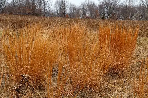 Photo of Schizachyrium scoparium - Orange-yellow fall color. This photo was taken in December.:Tom Potterfield