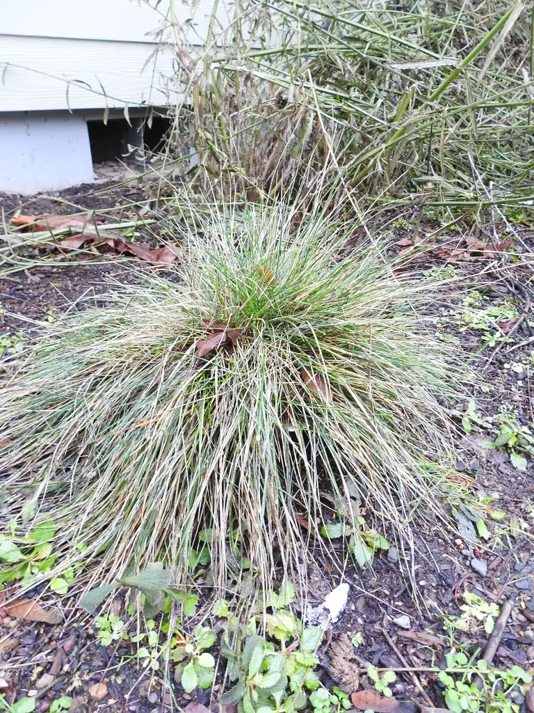 Photo of Schizachyrium scoparium - Photo taken in the winter.:Kathleen Moore