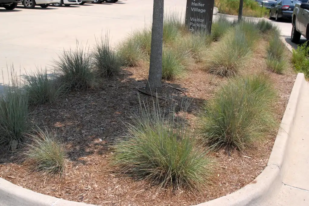 Photo of Schizachyrium scoparium - 'The Blues' Form:Jim Robbins