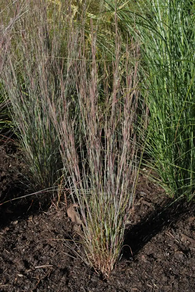 Photo of Schizachyrium scoparium - 'Blue Heaven' Form:Jim Robbins