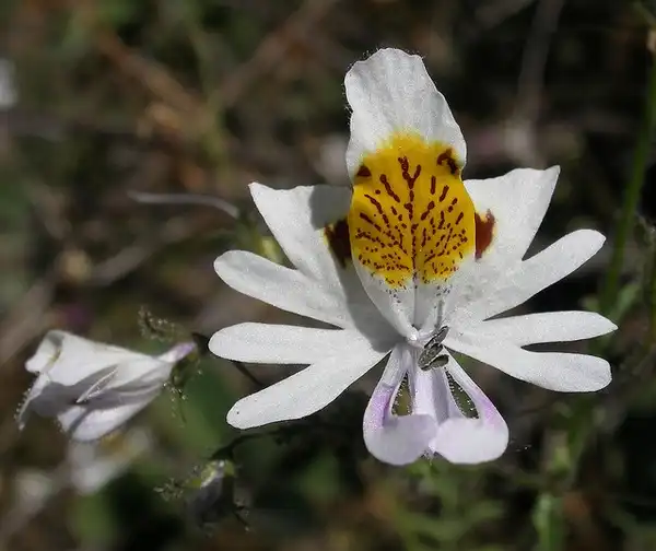 Photo of Schizanthus pinnatus (Schizanthus pinnatuss)
