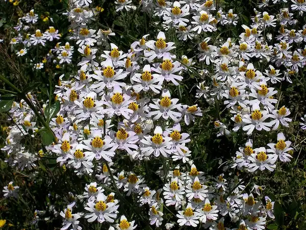 Photo of Schizanthus pinnatus (Schizanthus pinnatuss)