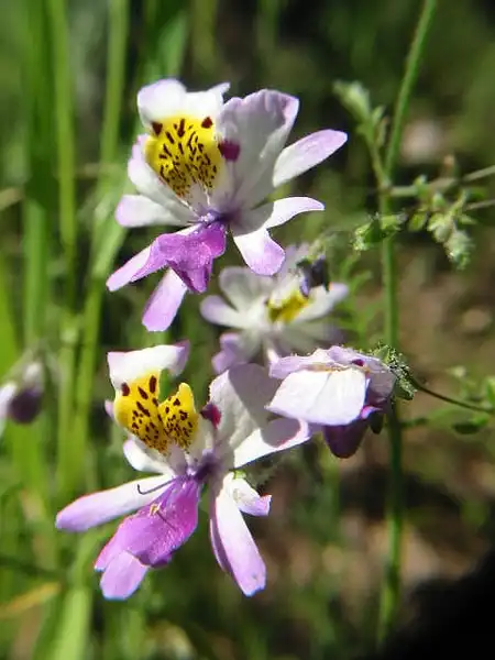 Photo of Schizanthus pinnatus - Flowers:Jardín Botánico Nacional, Viña del Mar, Chile