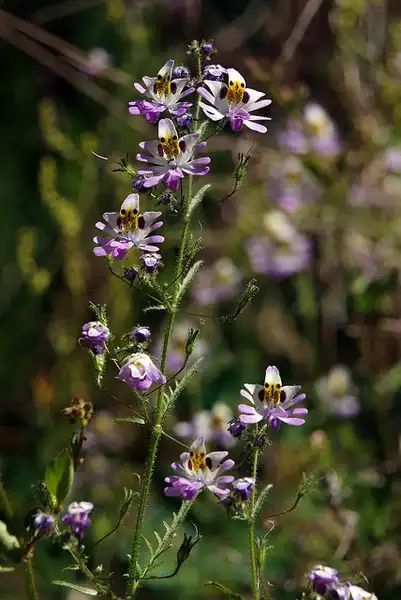 Photo of Schizanthus pinnatus - Flowers:Claudio Alvarado Solari