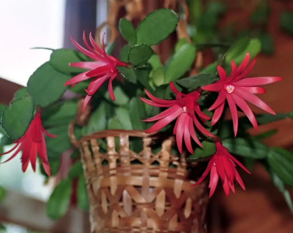 Foto de Schlumbergera gaertneri (Schlumbergera gaertneris)