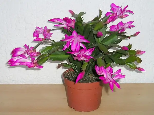 Фото Schlumbergera truncata (Schlumbergera truncatas)