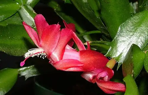 Фото Schlumbergera truncata (Schlumbergera truncatas)