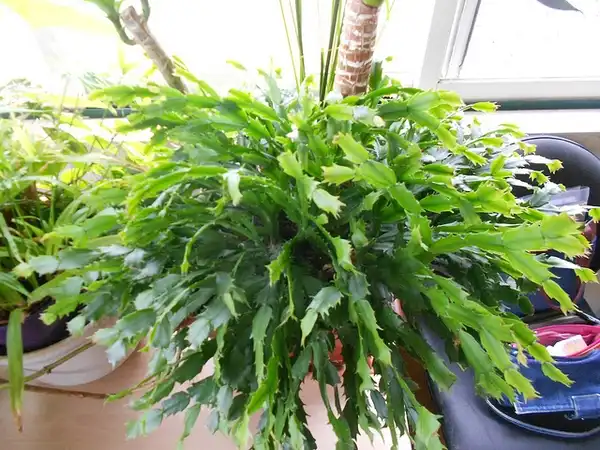 Фото Schlumbergera truncata - :Monica Pinheiro