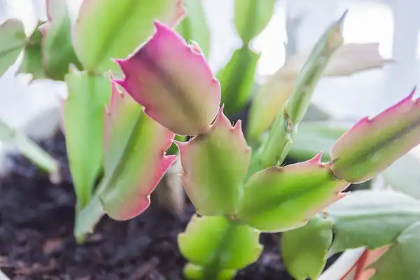 Фото Schlumbergera truncata - :Max Wei