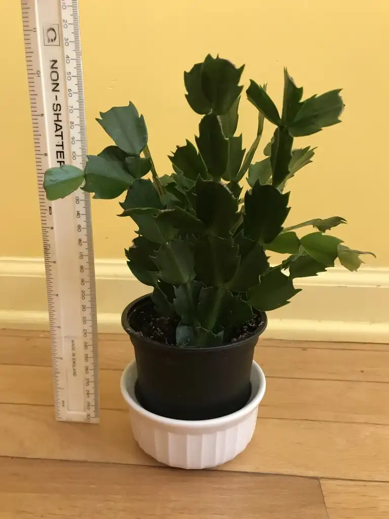 Фото Schlumbergera truncata - Schlumbergera truncata as a houseplant (small height):Emily Culbertson