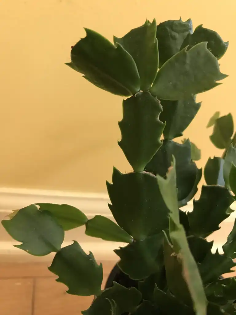 Фото Schlumbergera truncata - Schlumbergera truncata's dark green, sessile stem:Emily Culbertson