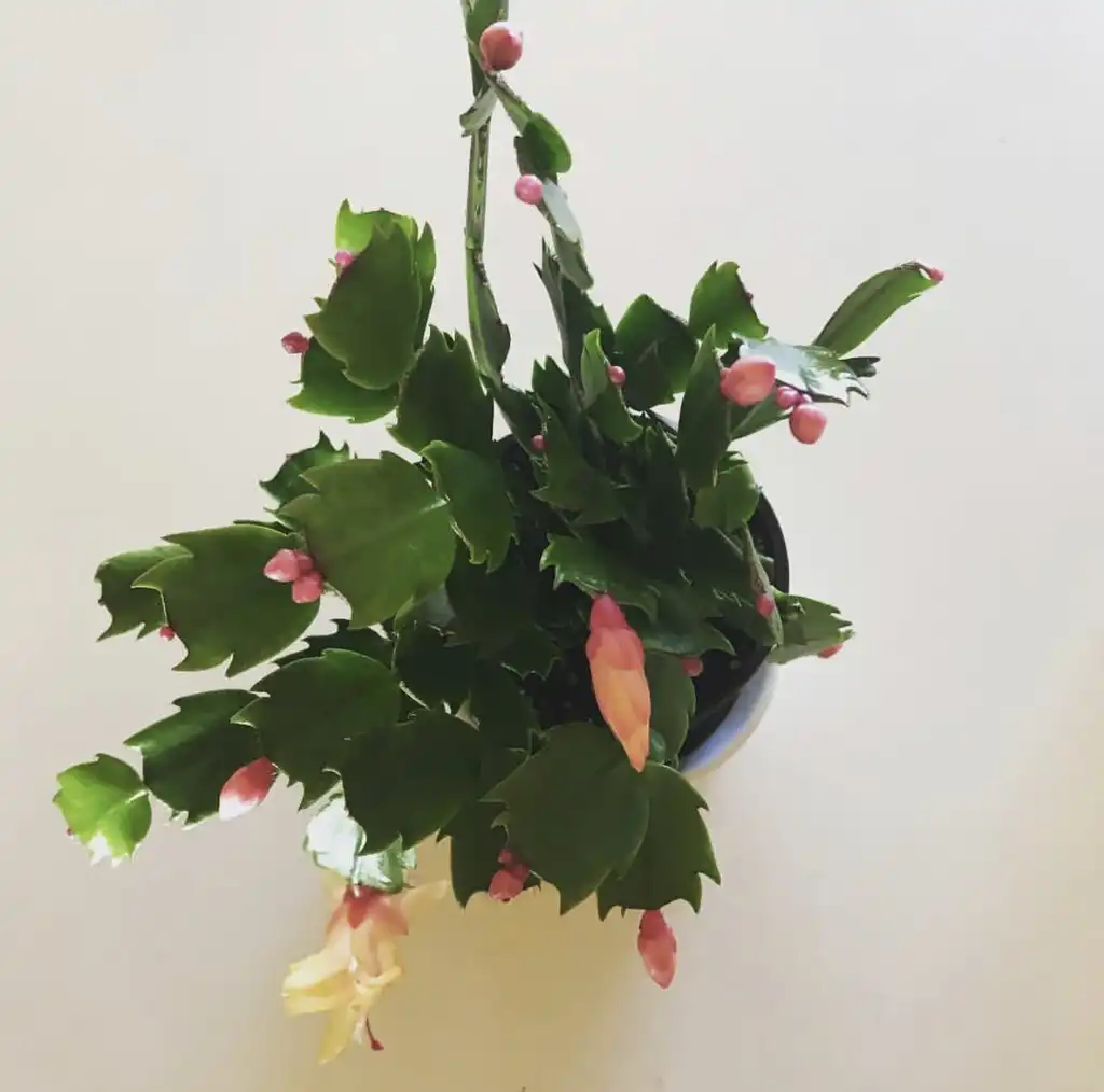 Фото Schlumbergera truncata - Schlumbergera truncata ornamented with yellow blooms:Emily Culbertson