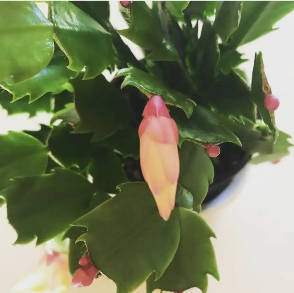 Фото Schlumbergera truncata - Schlumbergera truncata flower unopened:Emily Culbertson