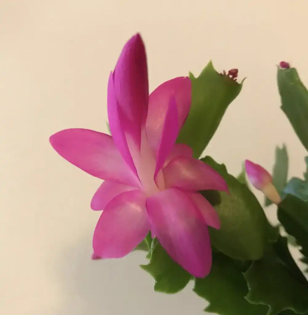 Фото Schlumbergera truncata - Schlumbergera truncata's pink flower:Emily Culbertson