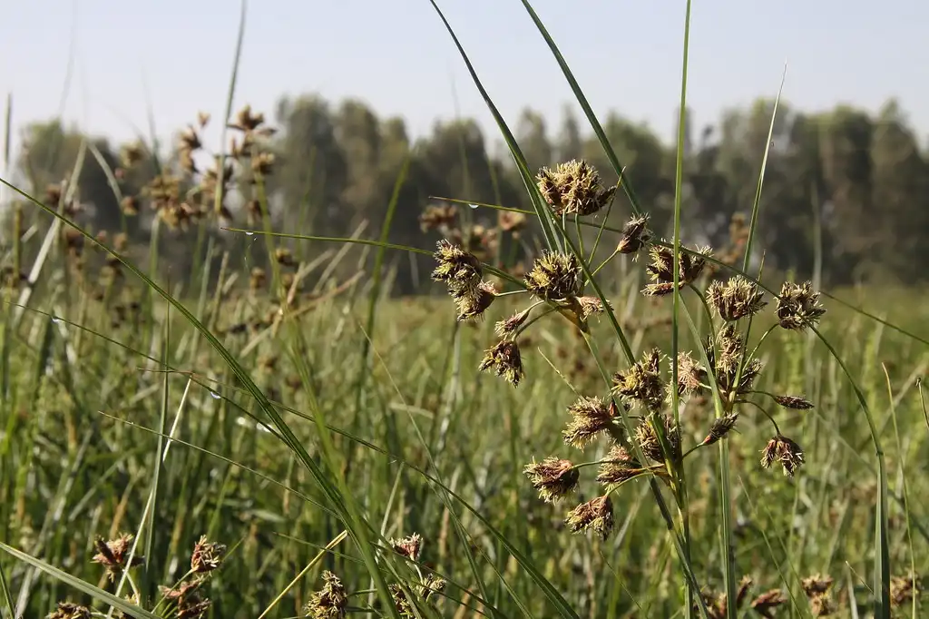Фото Schoenoplectus lacustris (Schoenoplectus lacustriss)