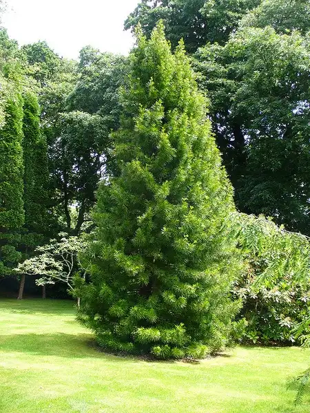 Foto de Sciadopitys verticillata (Sciadopitys verticillatas)