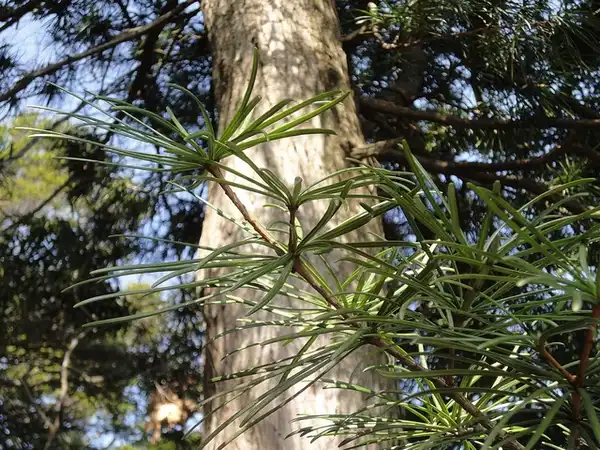 Foto de Sciadopitys verticillata (Sciadopitys verticillatas)