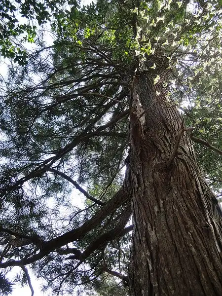 Foto de Sciadopitys verticillata - :James