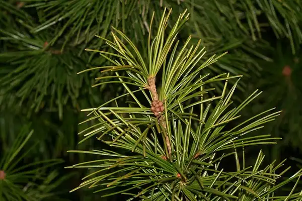 Foto de Sciadopitys verticillata - :S. Rae