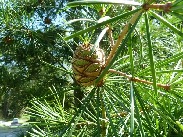 Foto de Sciadopitys verticillata - :Wendy Cutler
