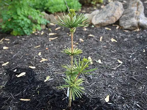 Foto de Sciadopitys verticillata - :One30outerspace