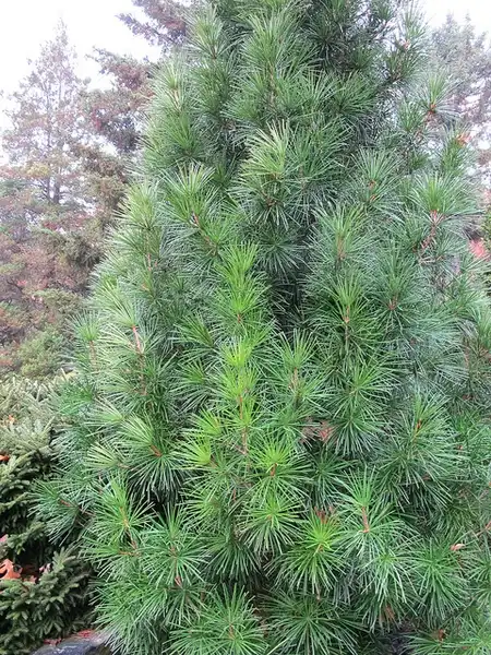 Foto de Sciadopitys verticillata - :Kristine Paulus