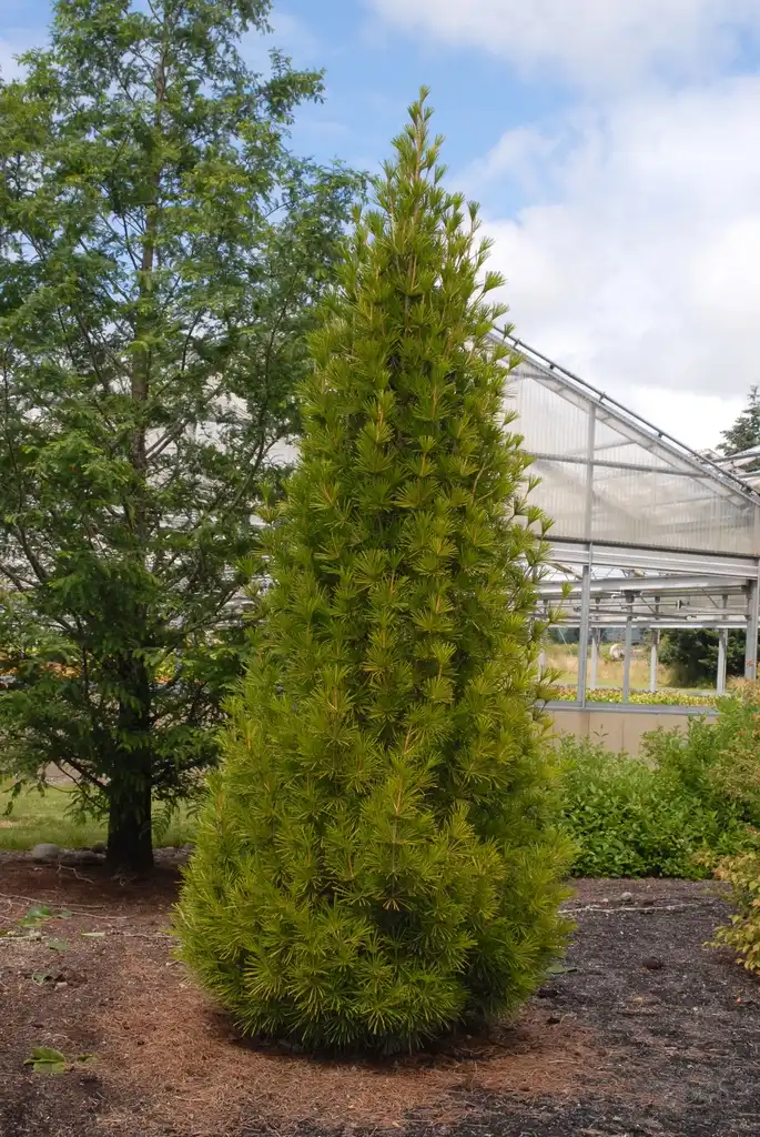 Foto de Sciadopitys verticillata - Full Form:Jim Robbins
