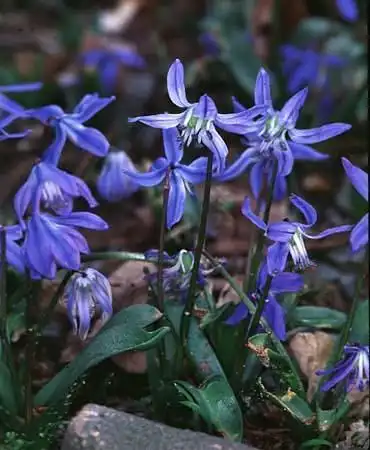 Foto de Scilla siberica (Scilla sibericas)