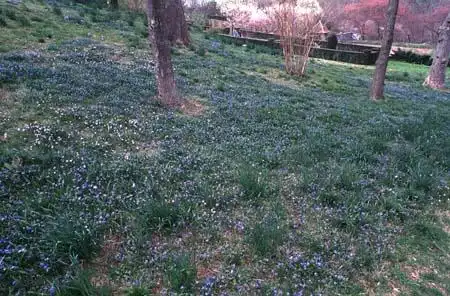 Foto de Scilla siberica - :