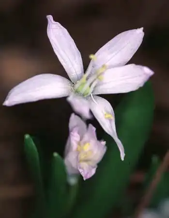 Foto de Scilla siberica - :