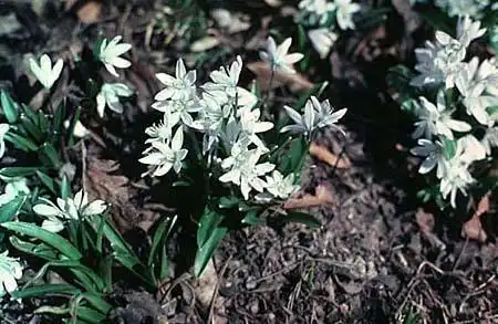 Foto de Scilla siberica - :