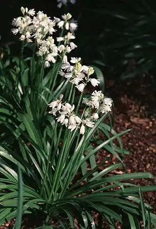 Photo of Scilla (Scillas)