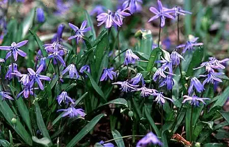 Photo of Scilla (Scillas)