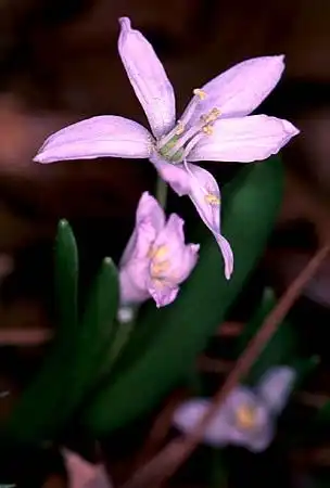 Photo of Scilla - :