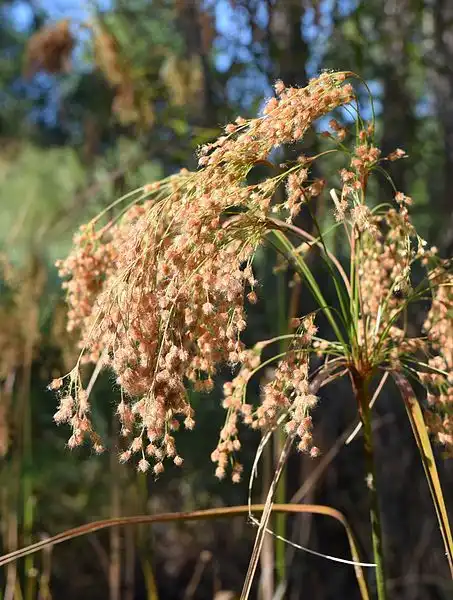 Photo of Scirpus cyperinus (Scirpus cyperinuss)